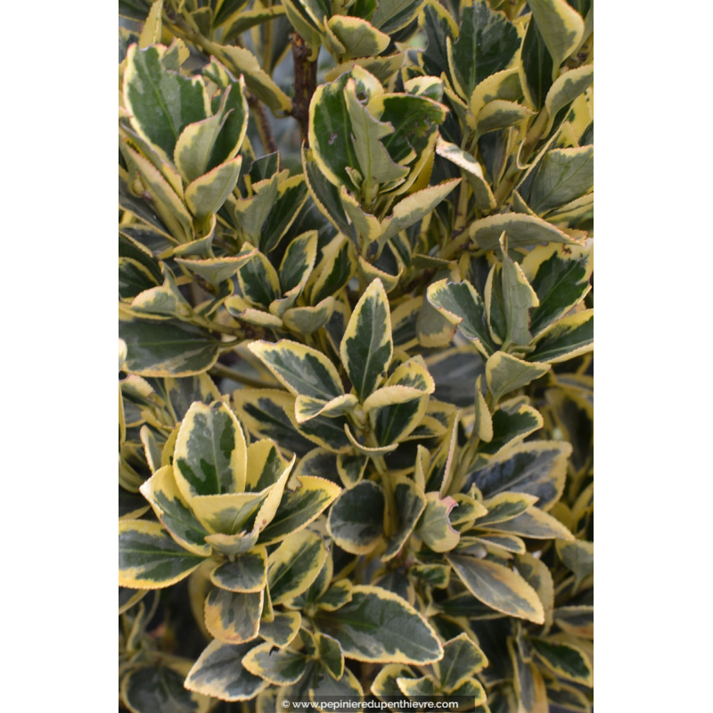 EUONYMUS japonicus 'Bravo'