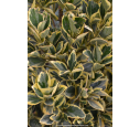 EUONYMUS japonicus 'Bravo'