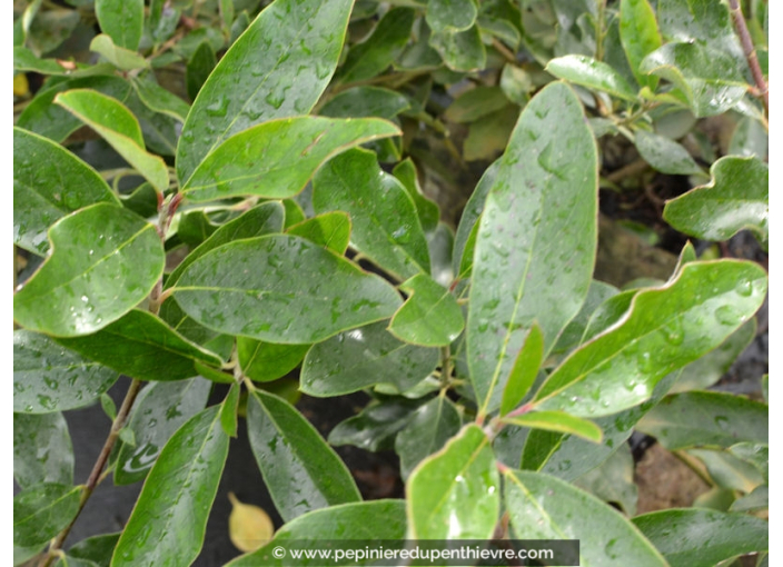 GARRYA x thuretii 'Selection'