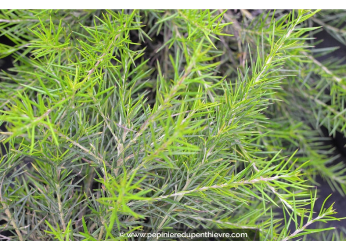 GREVILLEA juniperina