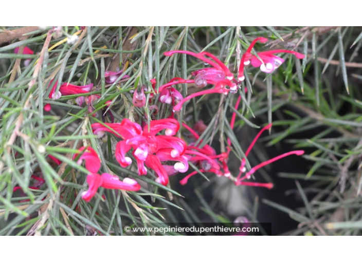 GREVILLEA juniperina