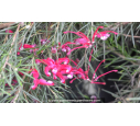 GREVILLEA juniperina