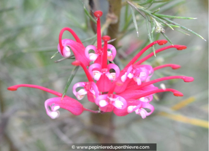GREVILLEA juniperina