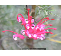 GREVILLEA juniperina