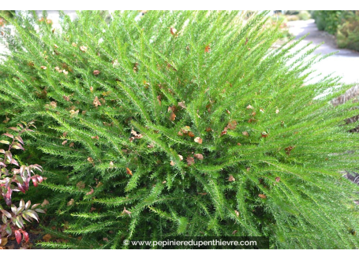 GREVILLEA juniperina