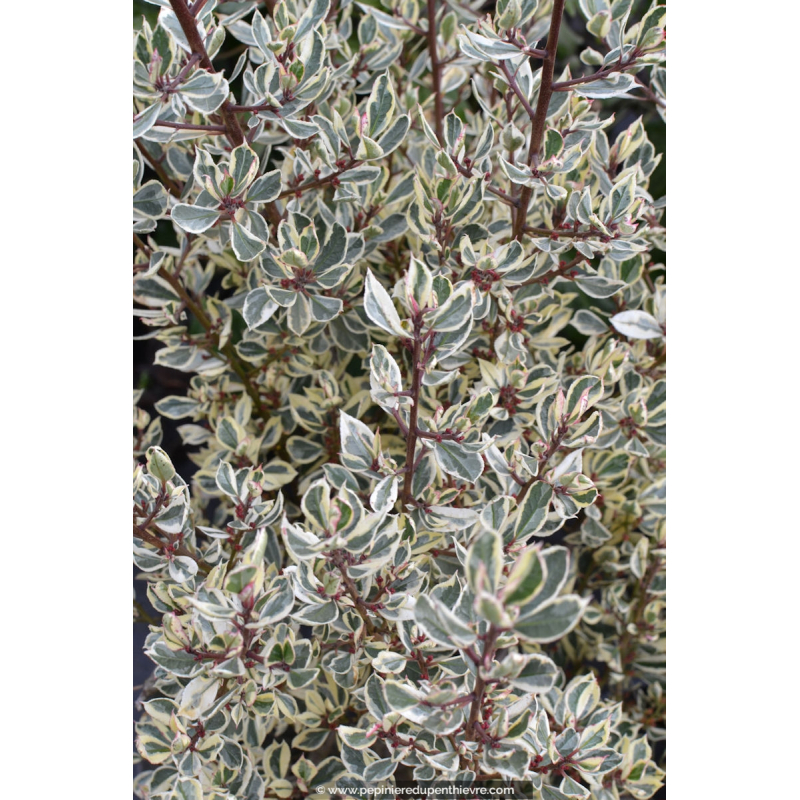 RHAMNUS alaternus 'Argenteovariegata'