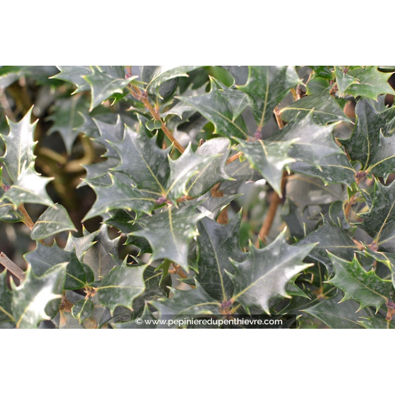 OSMANTHUS heterophyllus