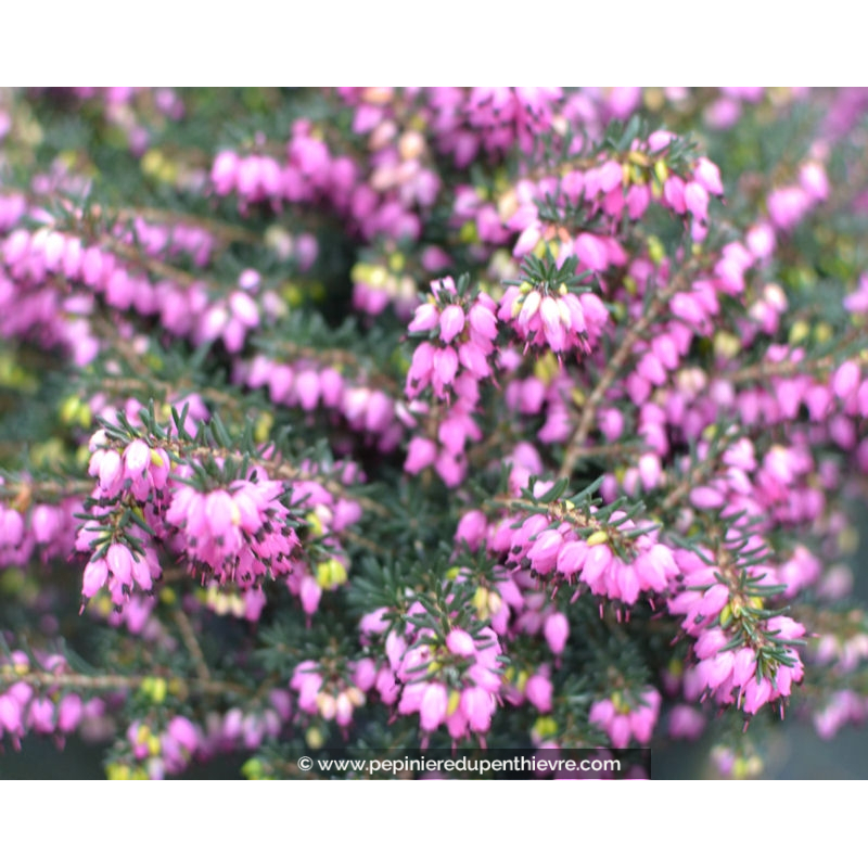 ERICA x darleyensis 'Kramer's Rote'
