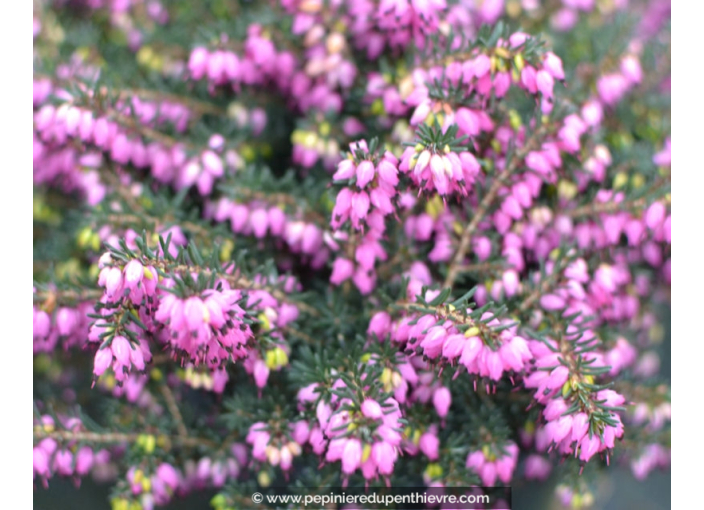 ERICA x darleyensis 'Kramer's Rote'