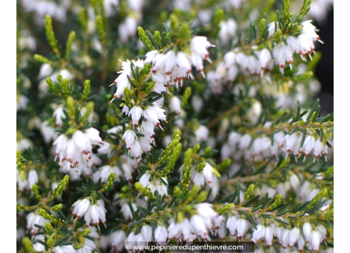 ERICA darleyensis 'White Glow'