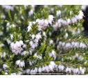 ERICA darleyensis 'White Glow'