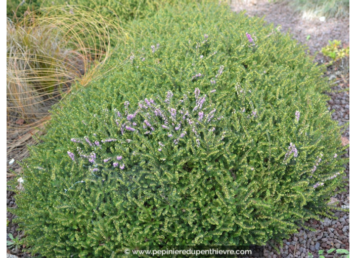 ERICA X darleyensis 'Darley Dale' ERICA X darleyensis 'Darley Dale'