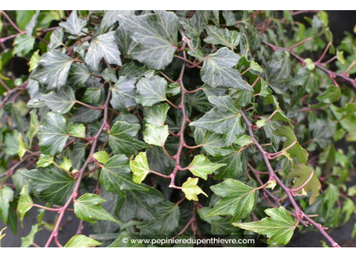 HEDERA helix 'Green Ripple'