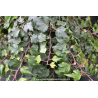 HEDERA helix \'Green Ripple\'