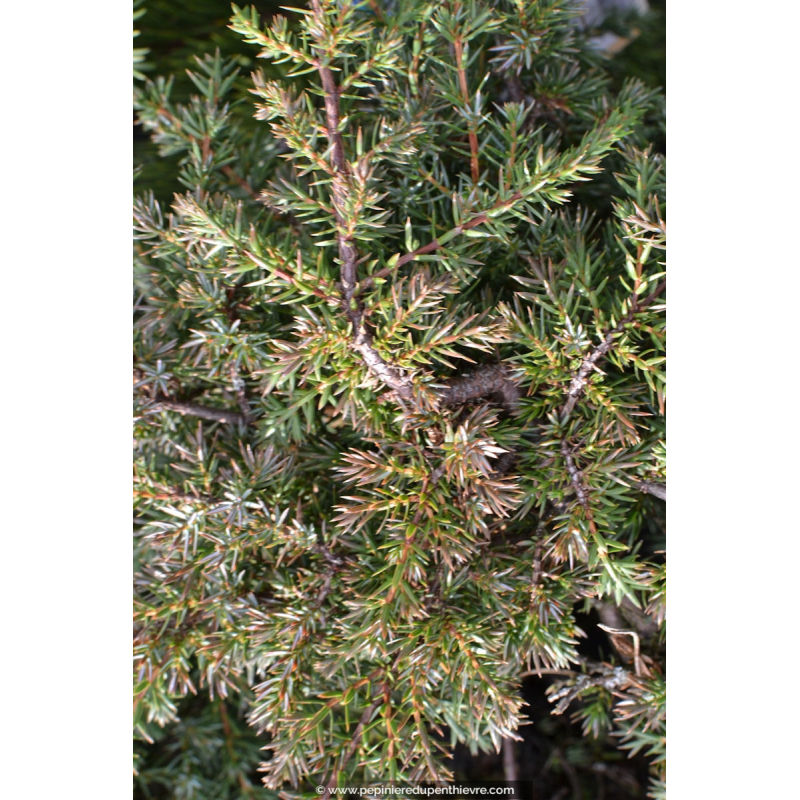 JUNIPERUS communis 'Hornibrookii'