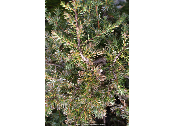 JUNIPERUS communis 'Hornibrookii'