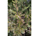 JUNIPERUS communis 'Hornibrookii' JUNIPERUS communis 'Hornibrookii'