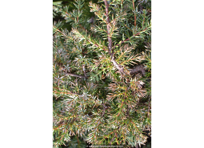 JUNIPERUS communis 'Hornibrookii' JUNIPERUS communis 'Hornibrookii'