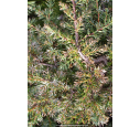 JUNIPERUS communis 'Hornibrookii' JUNIPERUS communis 'Hornibrookii'