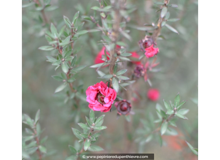 LEPTOSPERMUM scoparium 'Red Damask'