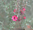 LEPTOSPERMUM scoparium 'Red Damask'