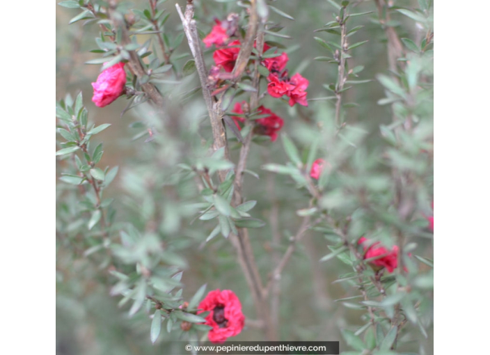 LEPTOSPERMUM scoparium 'Red Damask'