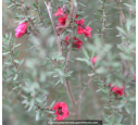 LEPTOSPERMUM scoparium 'Red Damask'