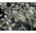 OLEARIA traversii OLEARIA traversii