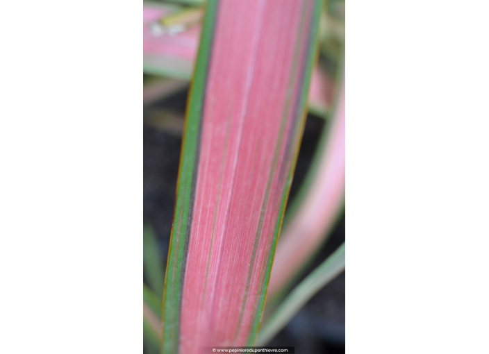 PHORMIUM 'Jester'