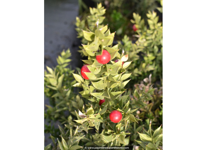 RUSCUS aculeatus