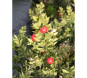 RUSCUS aculeatus
