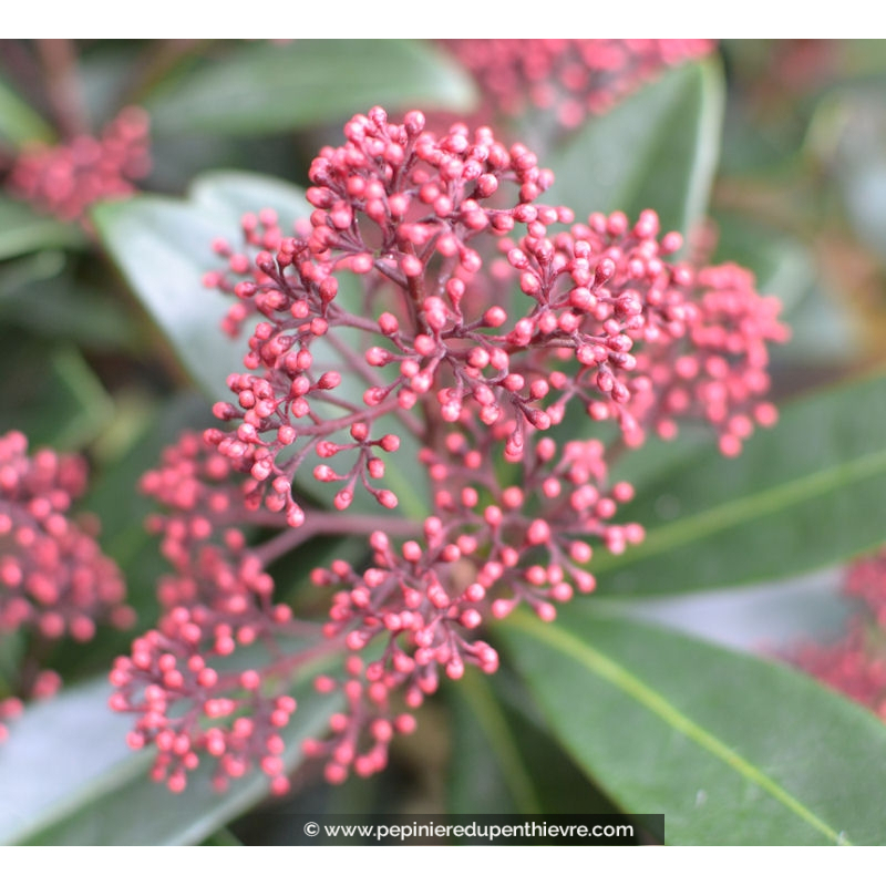 SKIMMIA japonica 'Rubella'
