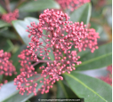 SKIMMIA japonica 'Rubella'