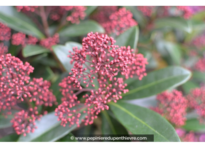 SKIMMIA japonica 'Rubella'