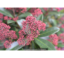 SKIMMIA japonica 'Rubella'