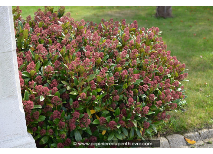 SKIMMIA japonica 'Rubella'