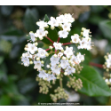 VIBURNUM tinus