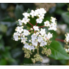 VIBURNUM tinus