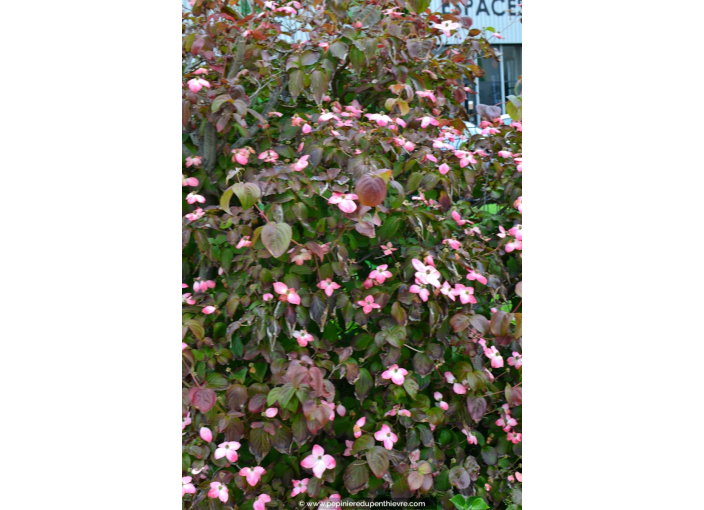 CORNUS kousa 'Satomi', Cornouiller rose tendre-Pépinière du