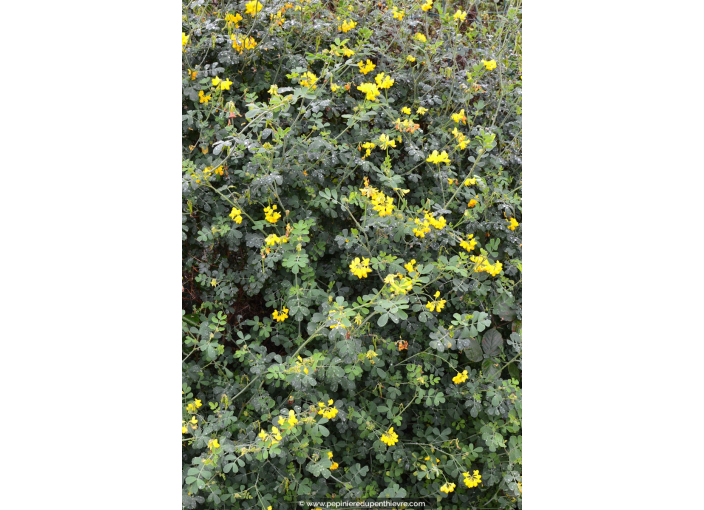 CORONILLA emerus