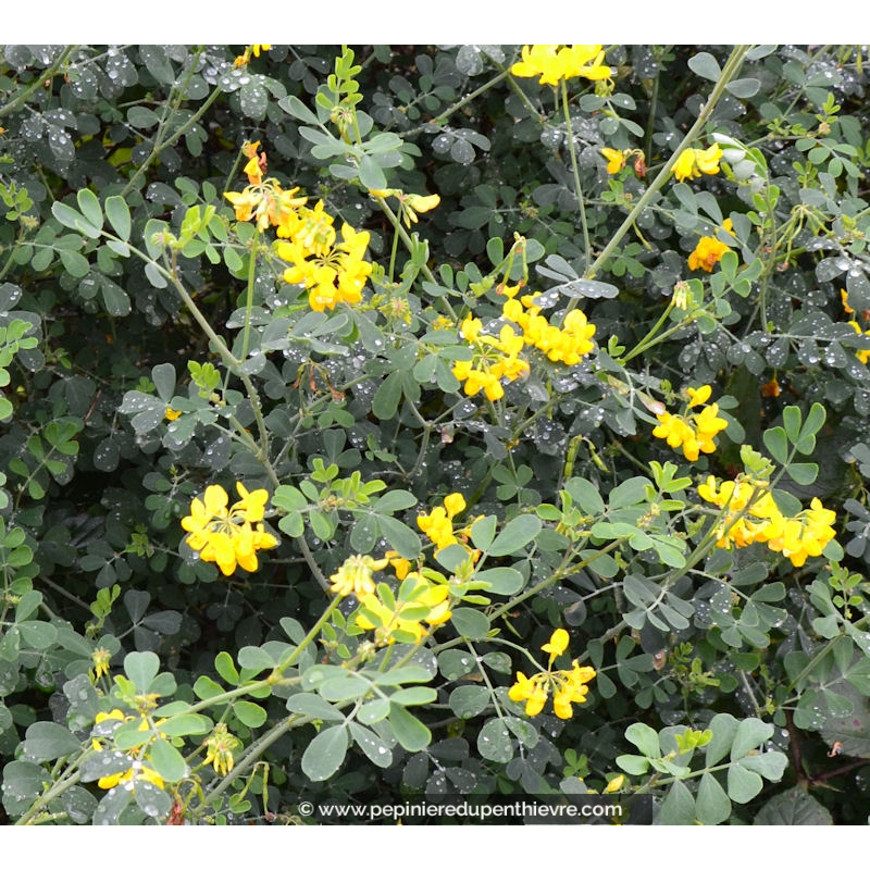 CORONILLA emerus