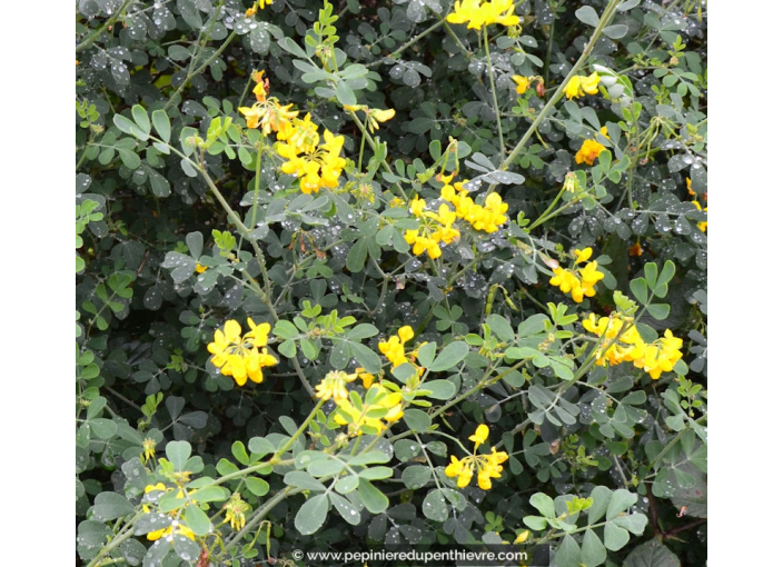 CORONILLA emerus