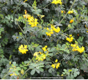 CORONILLA emerus