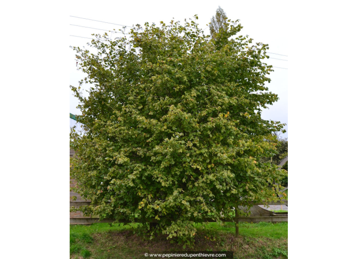 CORYLUS avellana