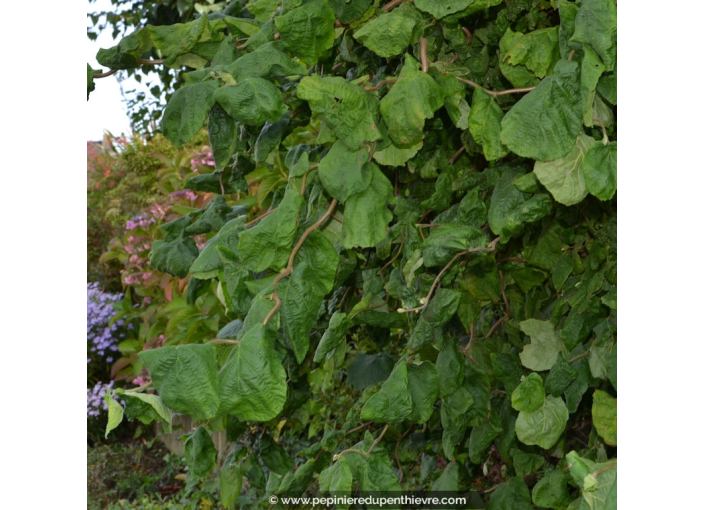 CORYLUS avellana 'Contorta' - Été