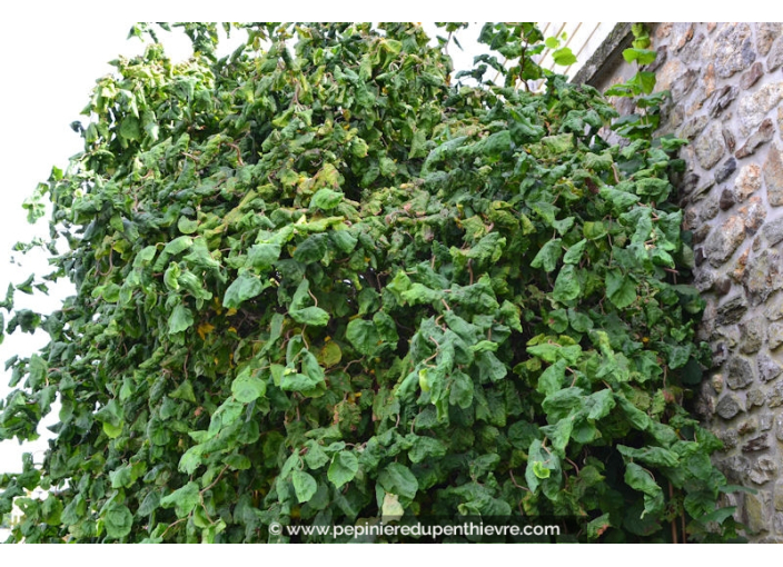CORYLUS avellana 'Contorta' - Été
