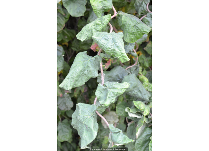 CORYLUS avellana 'Contorta' - Été