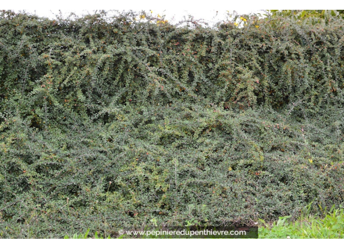 COTONEASTER dammeri 'Eichholz' COTONEASTER dammeri 'Eichholz'