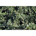COTONEASTER dammeri \'Eichholz\'