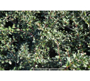 COTONEASTER dammeri 'Eichholz' COTONEASTER dammeri 'Eichholz'